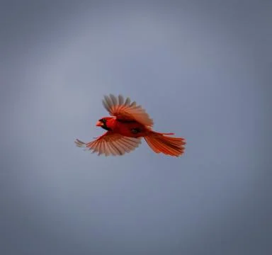 Flying Cardinal Stock Photos
