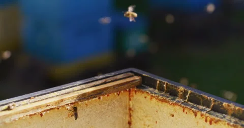 Flying Carniolan Bees in the Hive Stock Footage 275525963