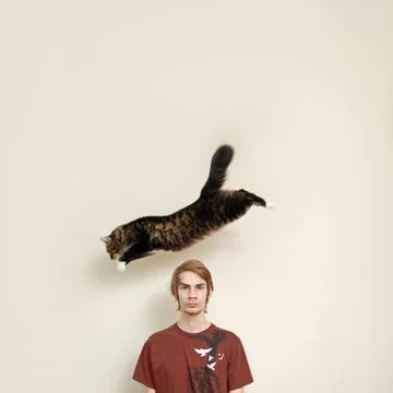 Flying cat Stock Photos