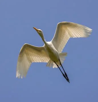 Flying Cattle Egret. Stock Photos