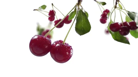 Flying Cherry and Cherries bunch in White Background Stock Footage 229558783