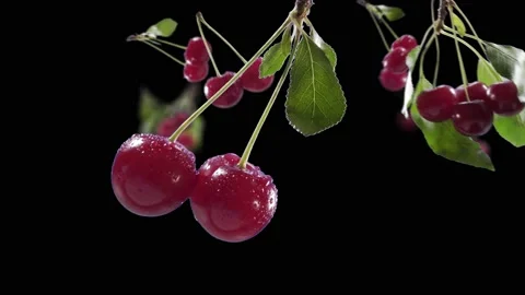 Flying Cherry and Cherries bunch in Black Background Stock Footage 229558795