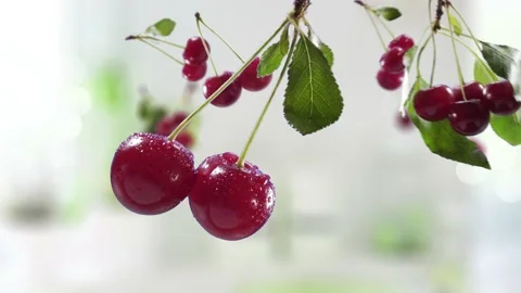 Flying Cherry and Cherries bunch in Bright Kitchen Background Stock Footage 229560183
