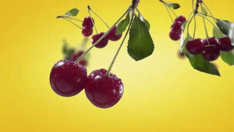 Flying Cherry and Cherries bunch in Yellow Background Stock Footage 229560842
