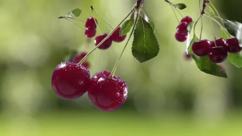Flying Cherry and Cherries bunch in Green Garden Orchard Shiny Background Video stock 229561279
