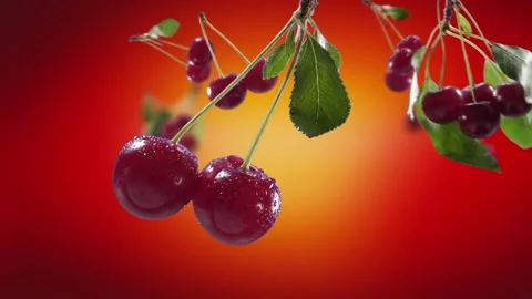 Flying Cherry and Cherries bunch in Red Background Stock Footage 229561451