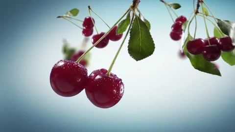 Flying Cherry and Cherries bunch in Cyan Background Stock Footage 229561563