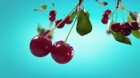 Flying Cherry and Cherries bunch in Ice Blue, Turquoise Background Stock Footage 229561678