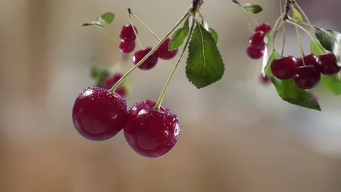 Flying Cherry and Cherries bunch in Bright Brown Kitchen Background Stock Footage 229561898