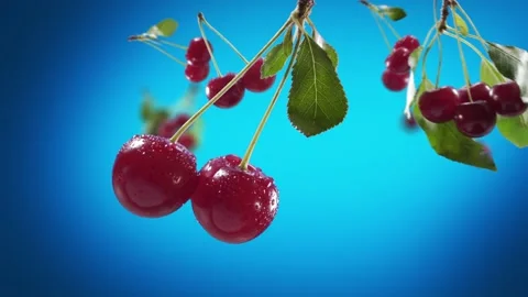 Flying Cherry and Cherries bunch in Blue Background Video stock 229561949