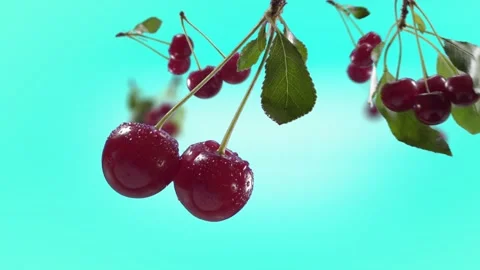 Flying Cherry and Cherries bunch in Ice Blue, Turquoise Background Stock Footage 229565839