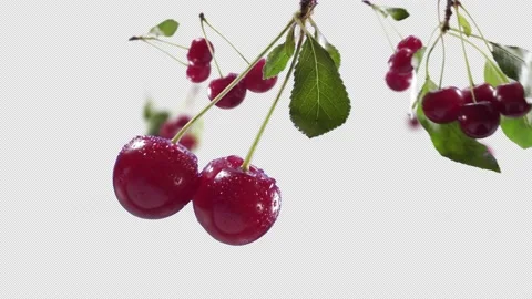 Flying Cherry and Cherries bunch with Alpha Channel Stock Footage 229566497