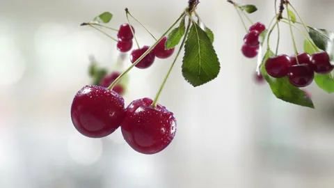 Flying Cherry and Cherries bunch in Bright Kitchen Background Stock Footage 229642356