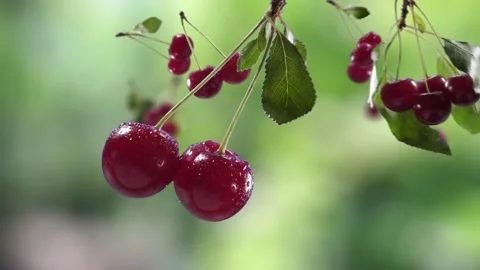 Flying Cherry and Cherries bunch in Green Garden Orchard Shiny Background Stock Footage 232654720