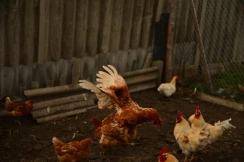 Flying chicken Stock Photos