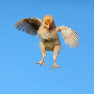 Flying chicken Stock Photos