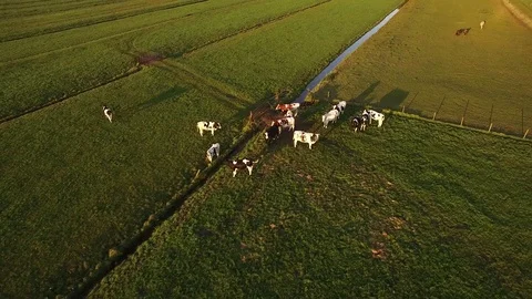 Flying in a circle around cows standing in beautiful Dutch farm Stock Footage 75354180