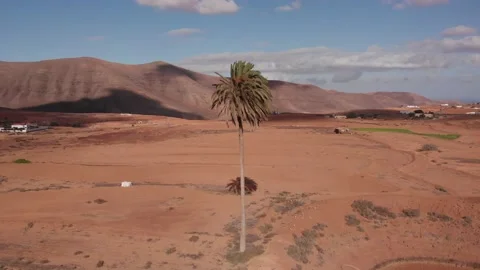 Flying in a circle around a palm tree standing in the middle of a sand landscape Video stock 174850707