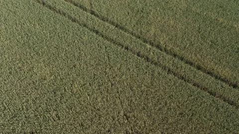 Flying in circles over green wheat fields crop 4K aerial video Stock Footage 136821407