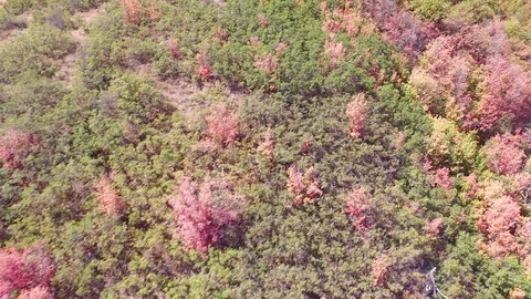 Flying close to fall trees going up to the top of a mountain Video stock 87192000