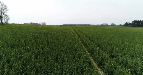 Flying close to ground over fields Video stock 106884847