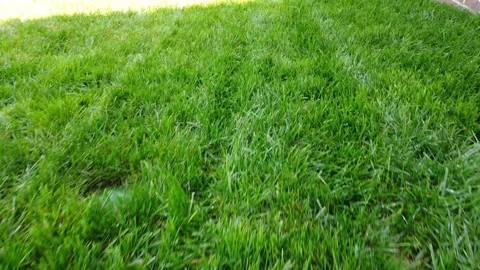 Flying Close Up Over Grass Stock Footage 141209741