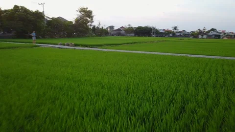 Flying close over rice fields, Denpasar, Bali, Indonesia Stock Footage 128399032