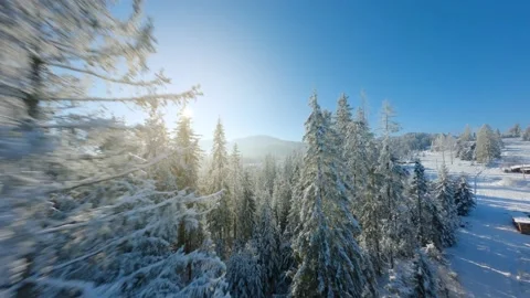 Flying close to the tree branches in a winter fairytale forest on a sunny day. Video stock 223498557
