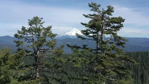 Flying up close to two Timber trees and revealing Mount Hood covered by snow. Stock-Footage 164128673