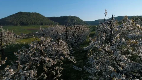Flying closely to cherry blossom tree during golden hour Stock Footage 90372325