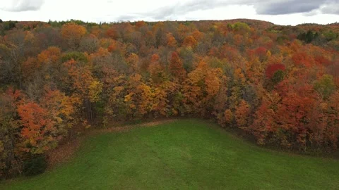 Flying closely over the autumn trees 動画素材 140944949