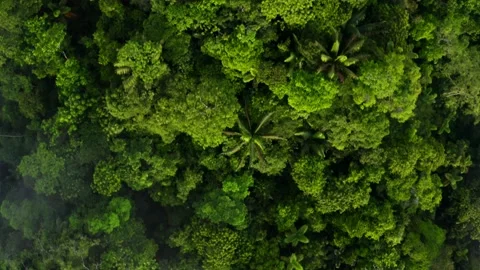 Flying closely over the canopy of a forest: relaxing nature background Stock Footage 165846126