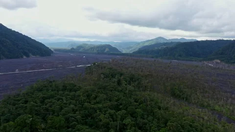 Flying closely over the tree crowns of a forest patch growing in a riverbed Stock Footage 234942099