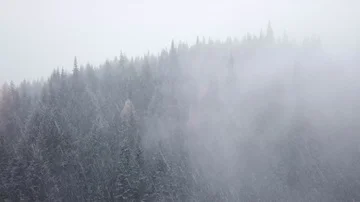 Flying into the Clouds and Falling Snow in Pine Forest Covered Mountains Stock Footage 85961844