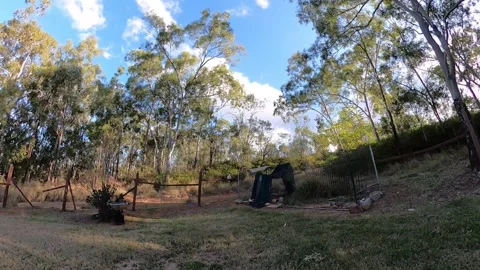 Flying cockatoo Stock Footage 315248680