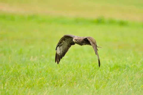 Flying Common Buzzard above field with green grass Stock Photos