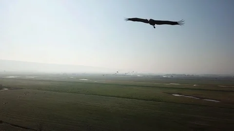 Flying with Common Cranes aerial view Stock Footage 109332793