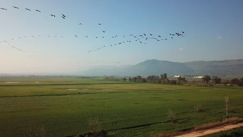 Flying with Common Cranes aerial view Stock Footage 109338484