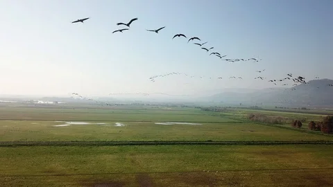 Flying with Common Cranes aerial view Stock Footage 109475456