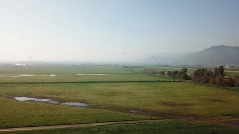 Flying with Common Cranes aerial view Stock Footage 109585260