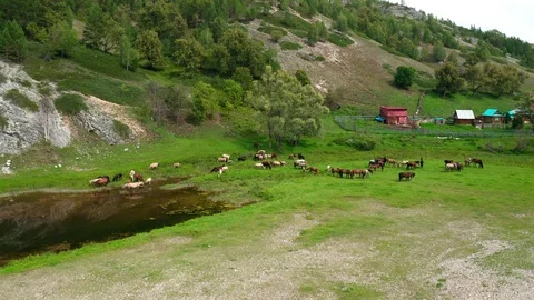 Flying copter with approaching a herd of horses grazing in a green meadow 스톡 동영상 115854764
