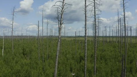 Flying copter on the dead forest fire between the trunks of dead pine trees Stock Footage 113517180