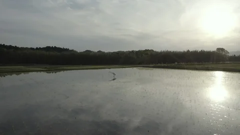 Flying on a copter over a rice paddy in which a heron feeds Stock Footage 109378779
