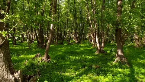 Flying a copter through a magical forest Stock Footage 76926755