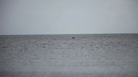 Flying cormorant Video stock 2976058