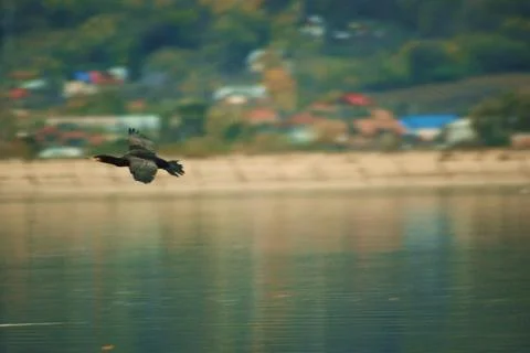 Flying cormorant over the lake. Phalacrocorax lucidus in freedom Stock Photos