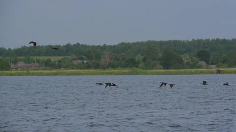 The Flying cormorants. Slow motion Stock Footage 54912067