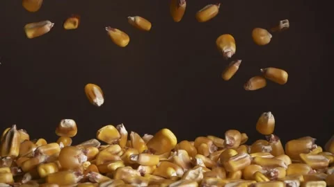 Flying corn grains on a brown background. Super slow-motion. Stock Footage 150183064