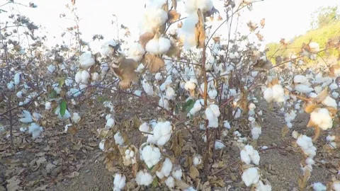 Flying up onto cotton bush 스톡 동영상 81144007