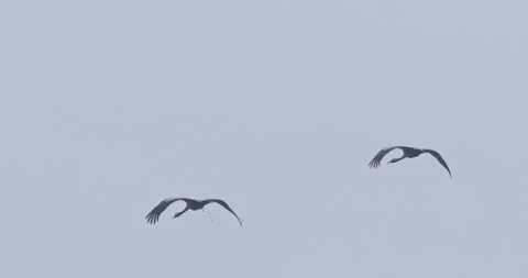 Flying Crane Grus Grus in slow motion Stock Footage 303098183